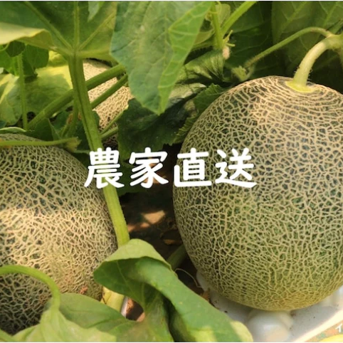 2024年初競りで2玉300万！！ メロンの王様！大人気の北海道夕張メロン！