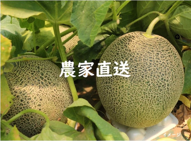 2024年初競りで2玉300万！！ メロンの王様！大人気の北海道夕張メロン！