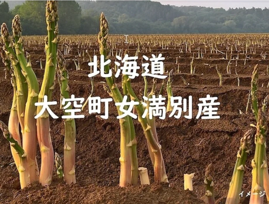 2023年完売！今が旬！ 大人気の北海道女満別産　栄養満点高級アスパラガス入荷速報！
